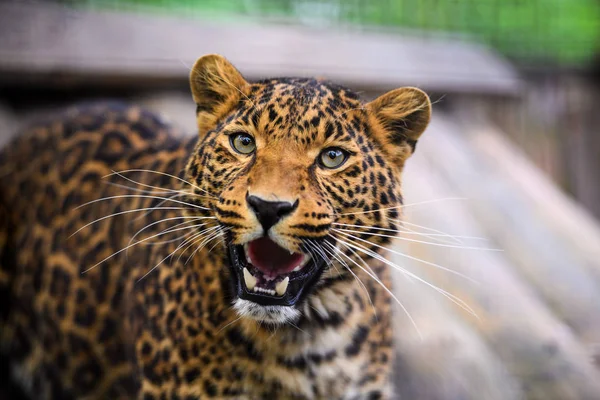 Retrato de um belo leopardo — Fotografia de Stock