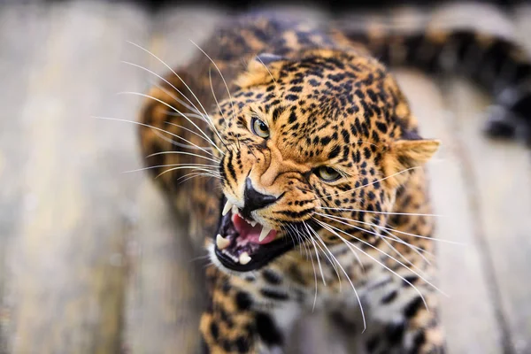 Porträtt av en vacker leopard — Stockfoto