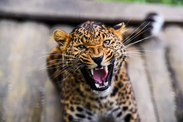 Retrato de um belo leopardo — Fotografia de Stock