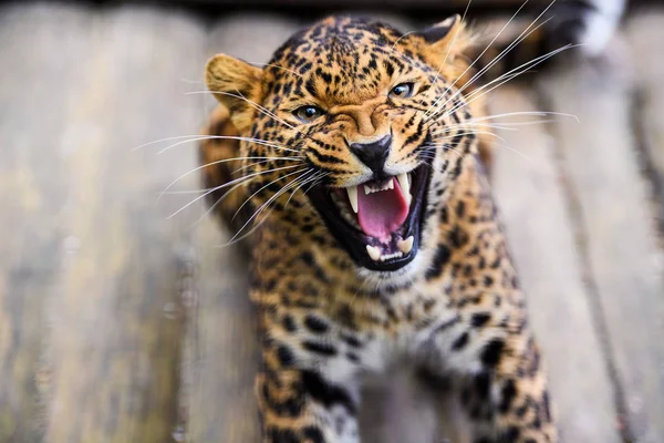 Retrato de un hermoso leopardo — Foto de Stock