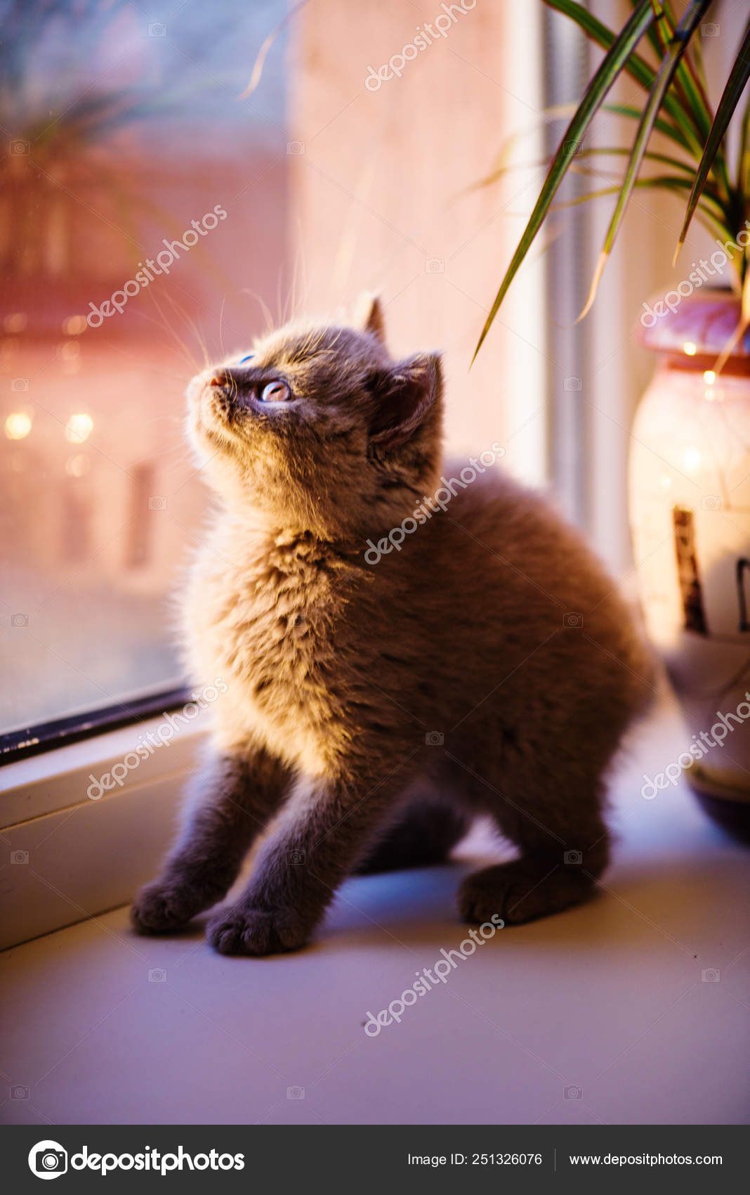背景に可愛い子猫ちゃん ストック写真 C Yulia Zl18