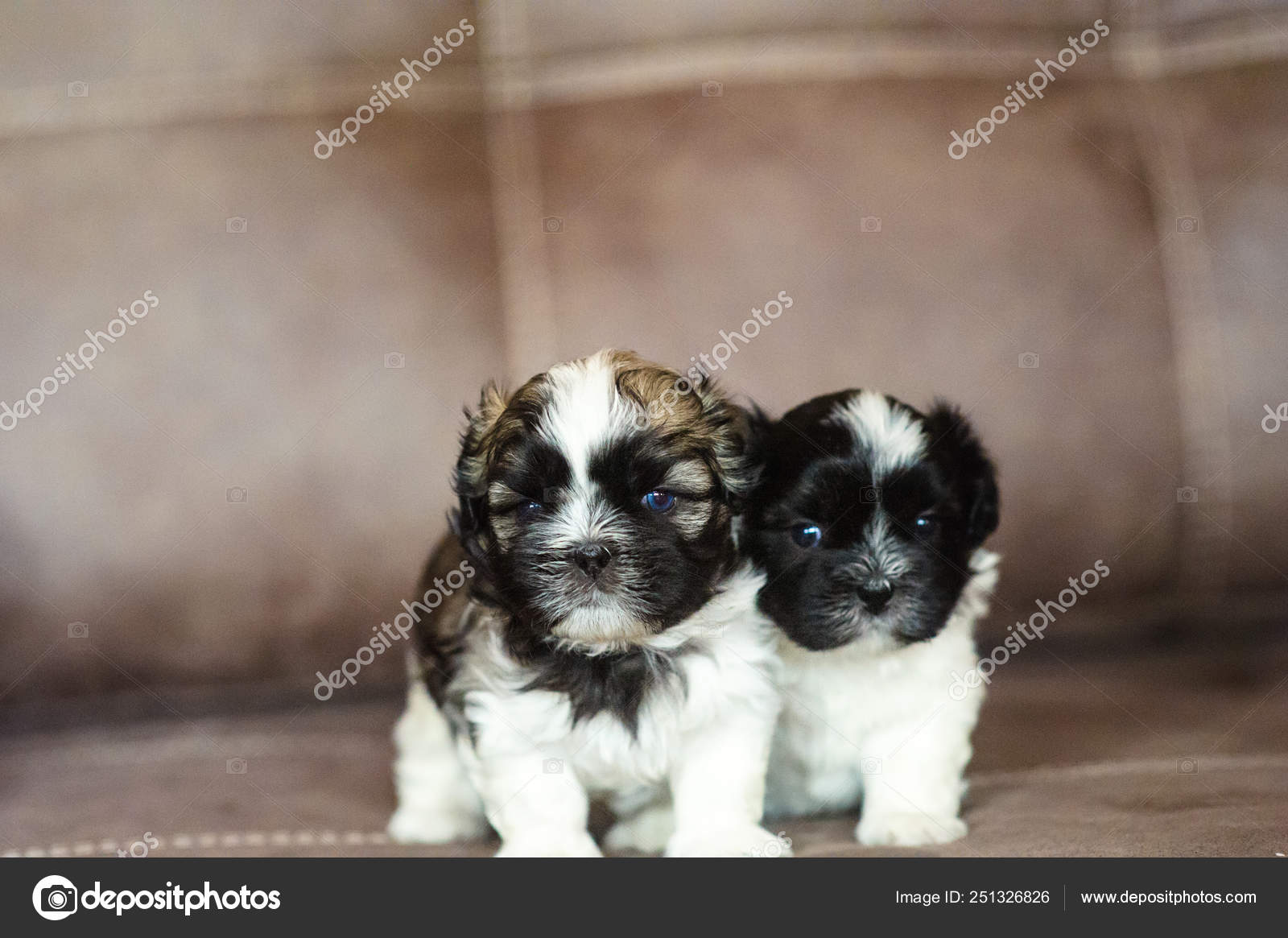 Cute Puppies Are Sitting On The Couch Stock Photo C Yulia Zl18 251326826