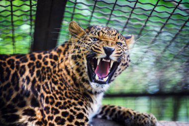 güzel bir leopar portresi