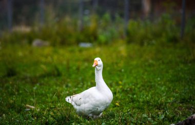 White domestic goose on a green meadow clipart