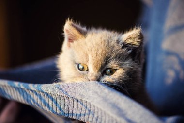 Arka planda sevimli bir kedi yavrusu