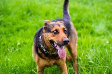 Yeşil çimlerin üzerinde komik bir köpek