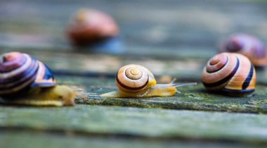 Two snails moving in opposite directions, an old wooden surface