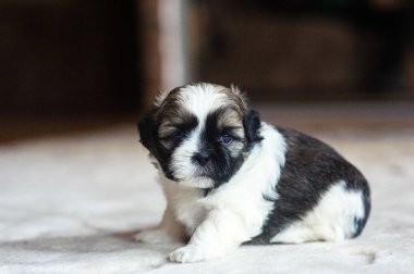 Şirin bir köpek yavrusunun portresi.