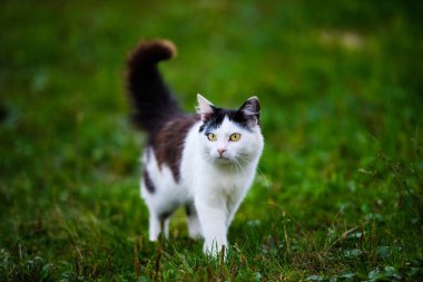 Yeşil çimenlikteki sevimli kedi