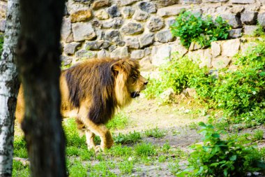 Güzel güçlü aslan