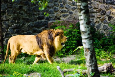 Güzel güçlü aslan