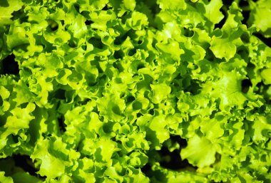 Rustik ahşap masa arka plan üzerinde lezzetli kahve sarı bir fincan.