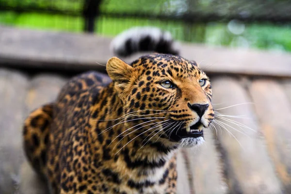 Portret pięknej leopard — Zdjęcie stockowe