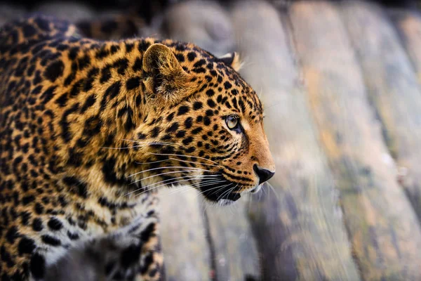 Retrato de um belo leopardo — Fotografia de Stock