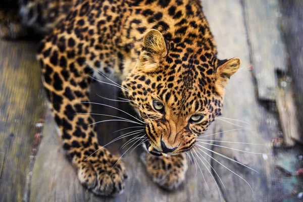 Ritratto di un bel leopardo — Foto Stock