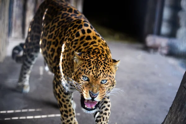 Retrato de um belo leopardo — Fotografia de Stock