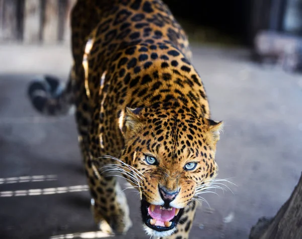 Retrato de un hermoso leopardo —  Fotos de Stock