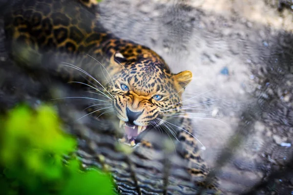 Porträt eines schönen Leoparden — Stockfoto