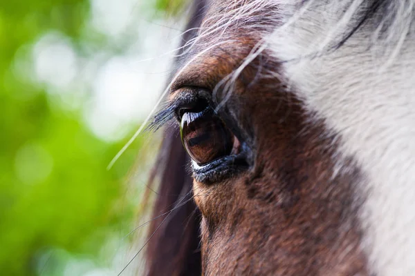Auge des roten Pferdes Nahaufnahme — Stockfoto