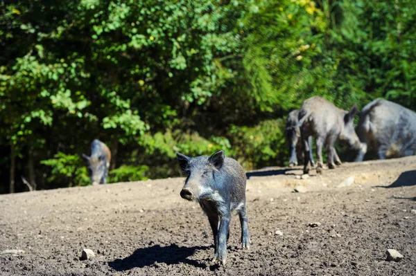 Cinghiale nella foresta autunnale — Foto Stock