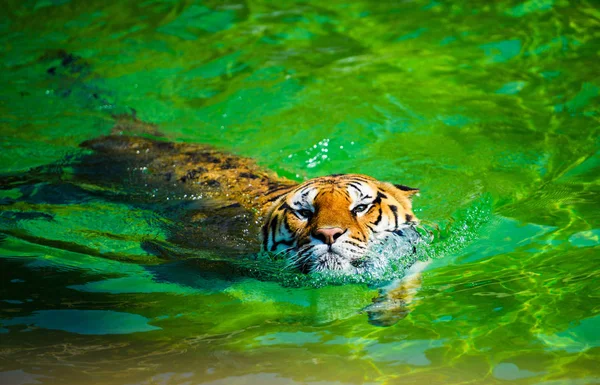 Hermoso Tigre Amur Fondo —  Fotos de Stock