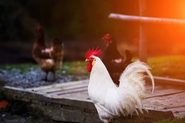 Cock on a farm — Stock Photo, Image