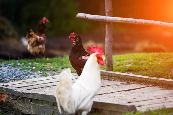 Cock on a farm — Stock Photo, Image