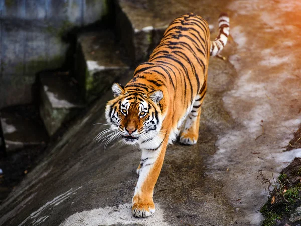 Mooie Amur Tijger Achtergrond — Stockfoto