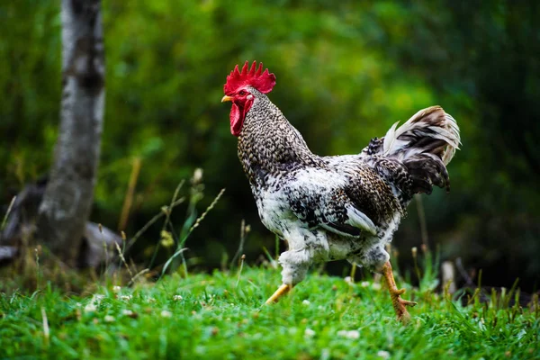 Frango em uma fazenda — Fotografia de Stock