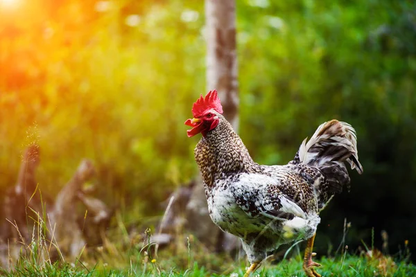 Haan op een boerderij — Stockfoto