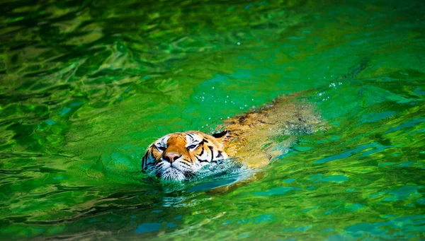 Mooie Amur Tijger Achtergrond — Stockfoto