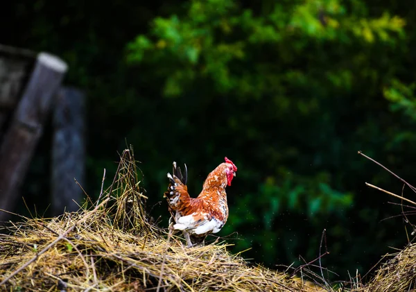 hen on a farm