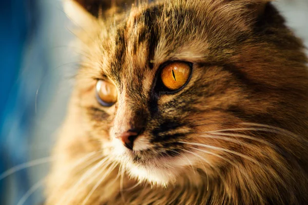 Süße Katze mit erstaunlichen Augen — Stockfoto