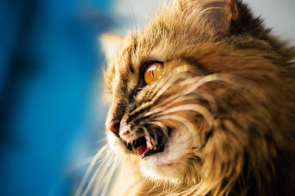Zabawny kot z niesamowitymi oczami — Zdjęcie stockowe