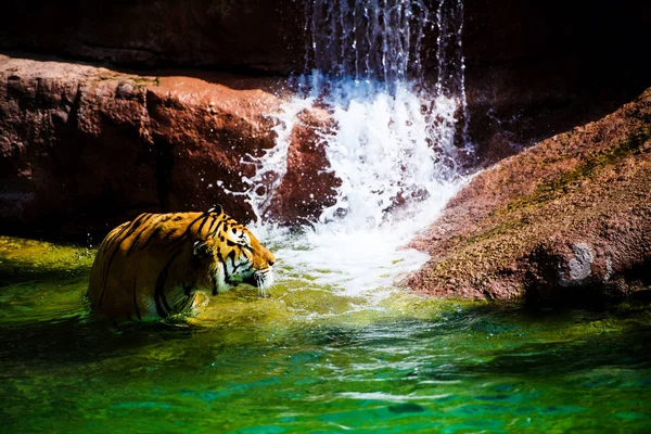 Belo Tigre Amur Segundo Plano — Fotografia de Stock