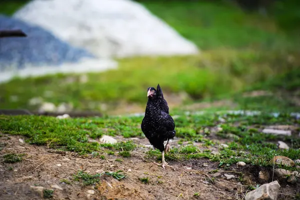 Poules dans une ferme — Photo