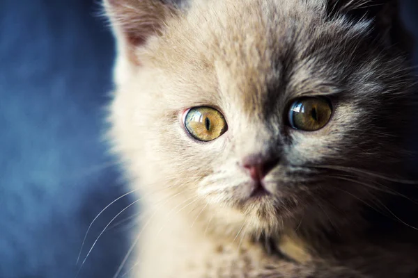 Cute Little Kitten Background — Stock Photo, Image