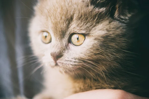 Söt Liten Kattunge Bakgrunden — Stockfoto