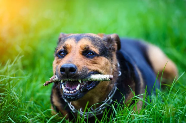 Смешная собака с палкой в зубах — стоковое фото