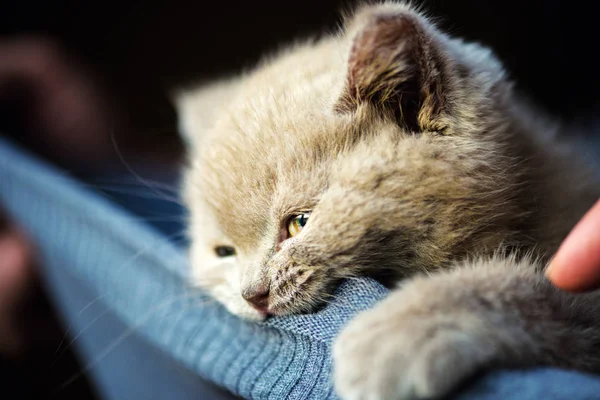 背景に可愛い子猫ちゃん — ストック写真