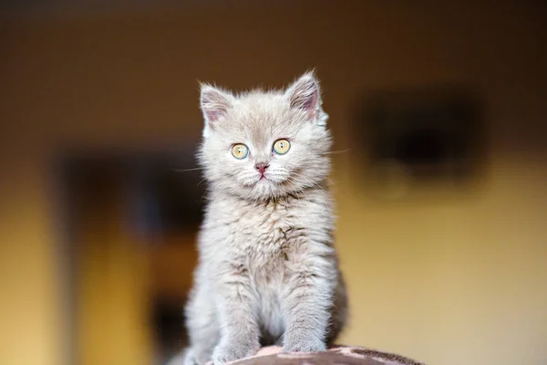 背景に可愛い子猫ちゃん — ストック写真