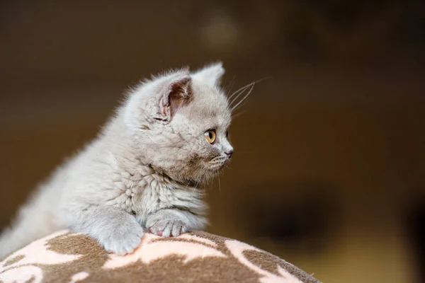 Cute Little Kotek Tle — Zdjęcie stockowe