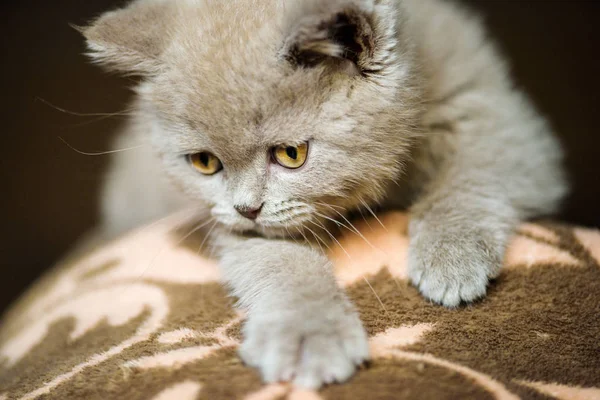 背景に可愛い子猫ちゃん — ストック写真