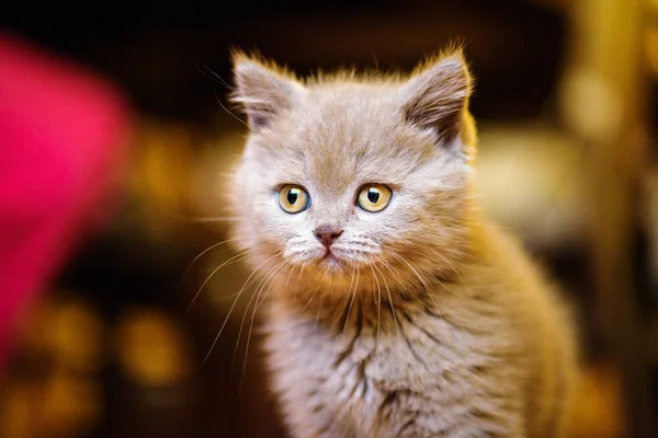 Aranyos Kis Cica Háttérben — Stock Fotó