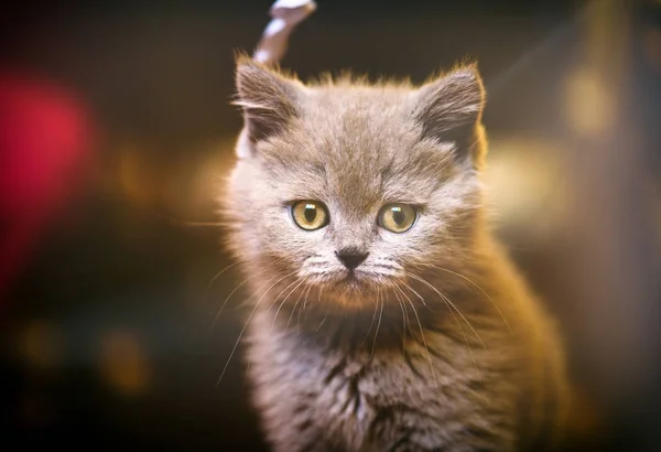 Söpö Pikku Kissanpentu Taustalla — kuvapankkivalokuva