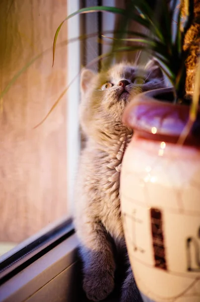 Gatinho Bonito Fundo — Fotografia de Stock