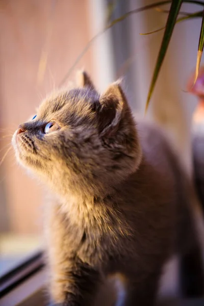 Niedliches Kleines Kätzchen Hintergrund — Stockfoto