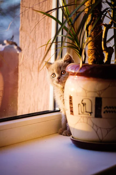 Niedliches Kleines Kätzchen Hintergrund — Stockfoto