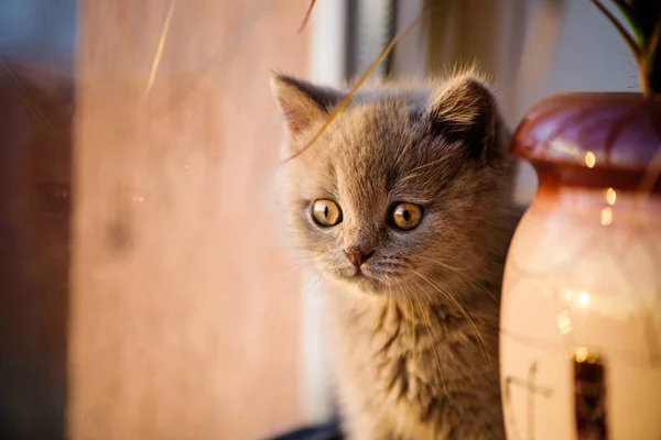 Söt Liten Kattunge Bakgrunden — Stockfoto