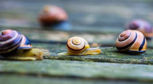 Two snails moving in opposite directions, an old wooden surface — Stok fotoğraf